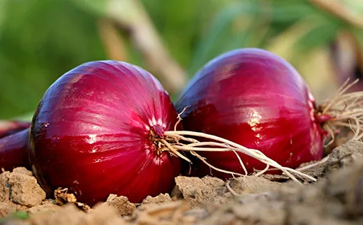 Onion Allium Bulb Cepa Benefits for Scars